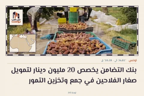 بنك التضامن يخصص 20 مليون دينار لتمويل صغار الفلاحين في جمع وتخزين التمور