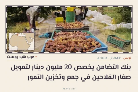 بنك التضامن يخصص 20 مليون دينار لتمويل صغار الفلاحين في جمع وتخزين التمور