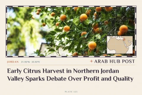 Early Citrus Harvest in Northern Jordan Valley Sparks Debate Over Profit and Quality