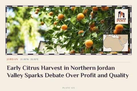 Early Citrus Harvest in Northern Jordan Valley Sparks Debate Over Profit and Quality