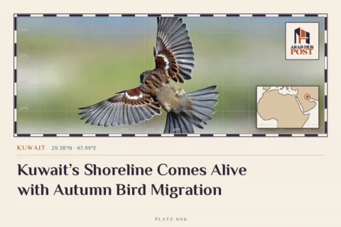 Kuwait’s Shoreline Comes Alive with Autumn Bird Migration